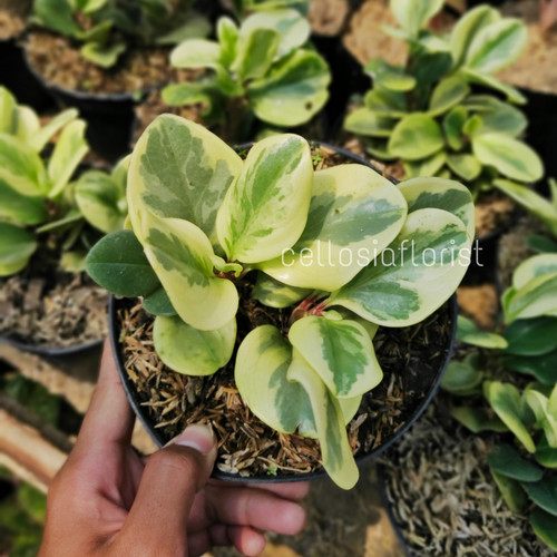 Detail Tanaman Hias Daun Putih Nomer 37