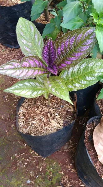 Detail Tanaman Hias Daun Ungu Hijau Nomer 19