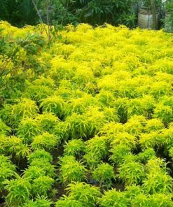 Detail Tanaman Hias Daun Warna Kuning Nomer 22