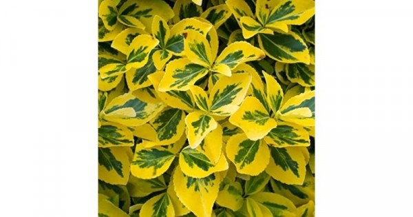 Detail Tanaman Hias Daun Warna Kuning Nomer 3