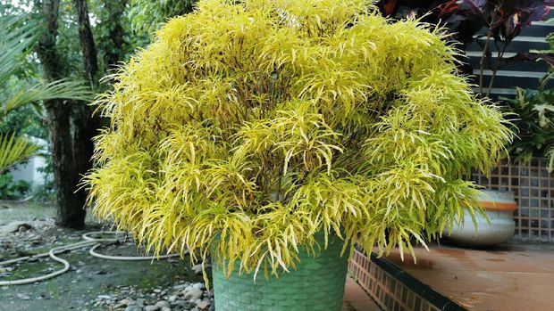 Detail Tanaman Hias Daun Warna Kuning Nomer 4