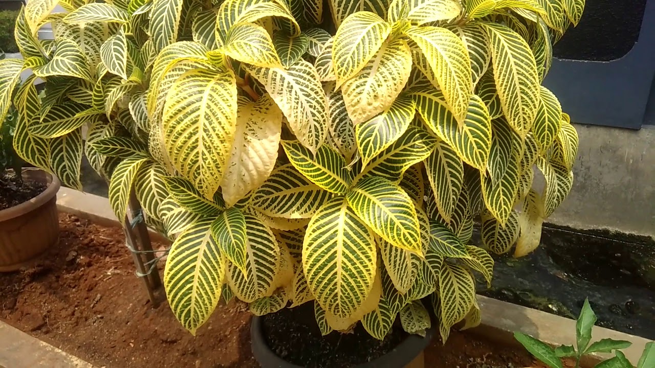 Detail Tanaman Hias Daun Warna Kuning Nomer 5