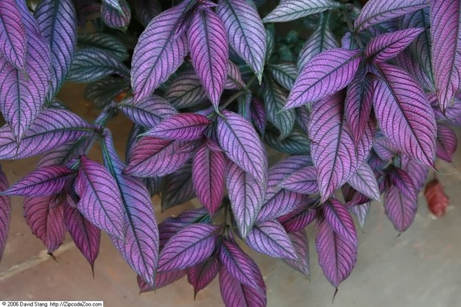 Detail Tanaman Hias Daun Warna Ungu Nomer 21