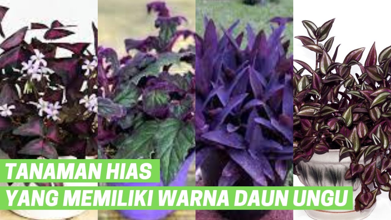 Detail Tanaman Hias Daun Warna Ungu Nomer 26