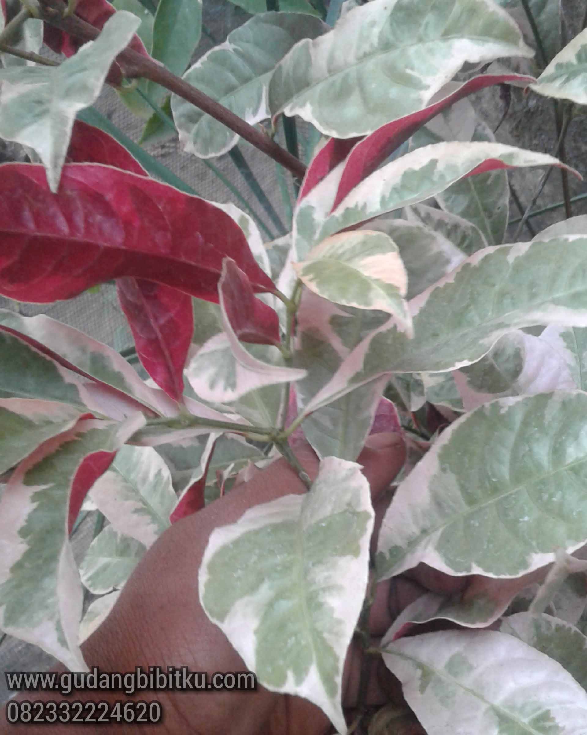 Detail Tanaman Hias Daun Warna Ungu Nomer 36