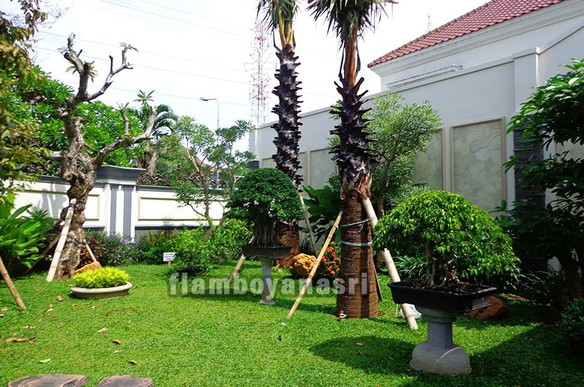 Detail Tanaman Hias Depan Rumah Sederhana Nomer 42