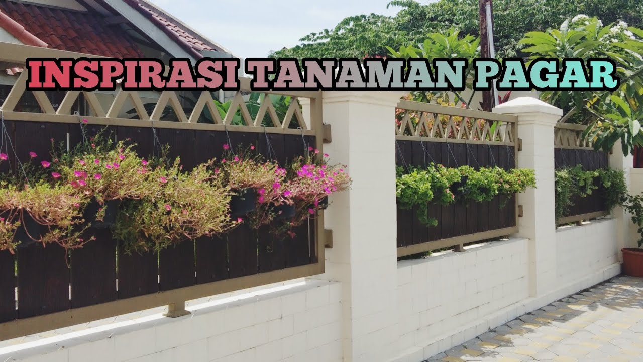 Detail Tanaman Hias Pagar Rumah Nomer 17