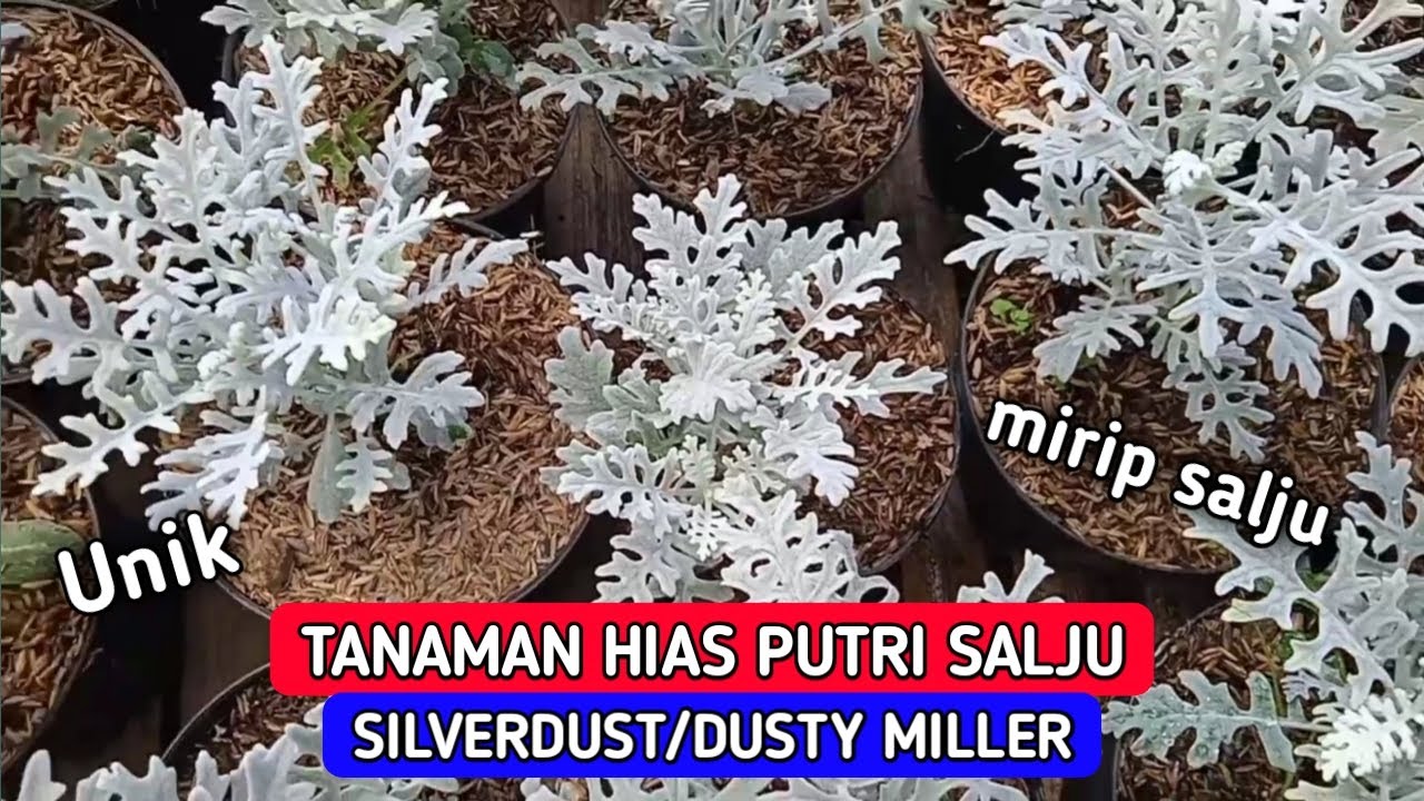 Detail Tanaman Hias Putri Salju Nomer 45