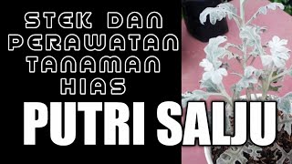 Detail Tanaman Hias Putri Salju Nomer 54