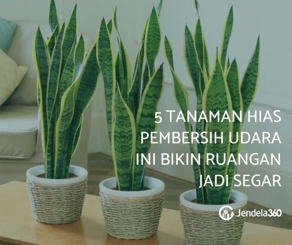 Detail Tanaman Hias Rumah Sederhana Nomer 33