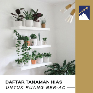 Detail Tanaman Hias Rumah Sederhana Nomer 35