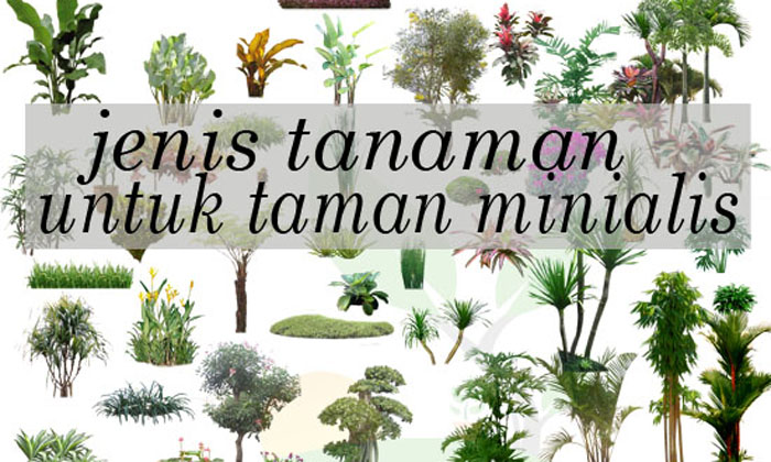 Detail Tanaman Hias Taman Rumah Minimalis Nomer 24