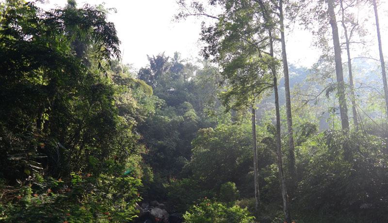 Detail Tanaman Hutan Hujan Tropis Nomer 47