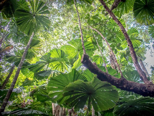 Detail Tanaman Hutan Tropis Nomer 2