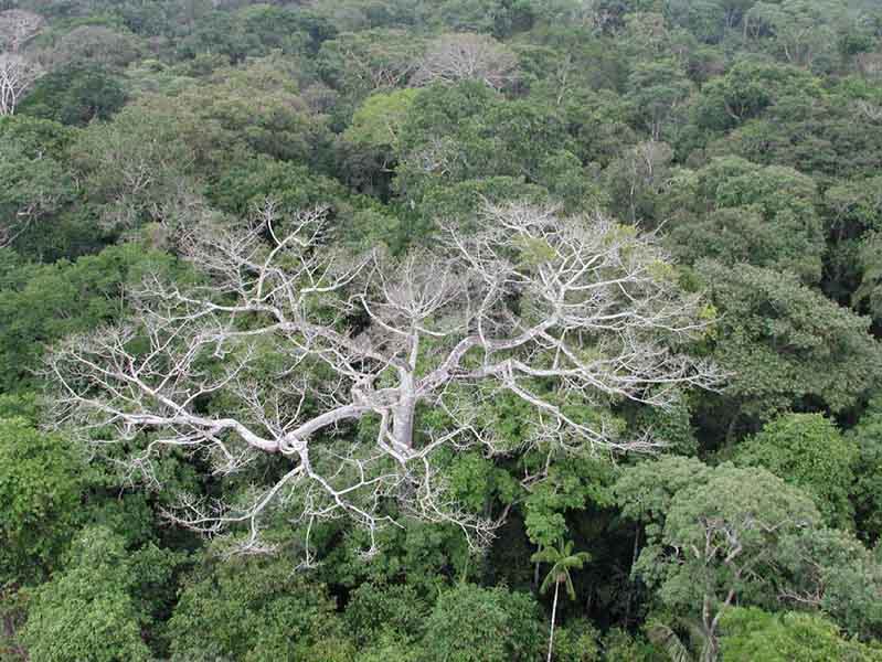 Detail Tanaman Hutan Tropis Nomer 31