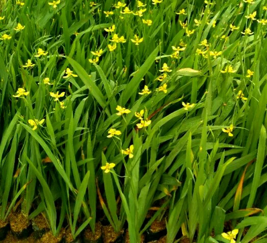 Detail Tanaman Iris Kuning Nomer 6