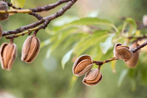 Tanaman Kacang Almond - KibrisPDR