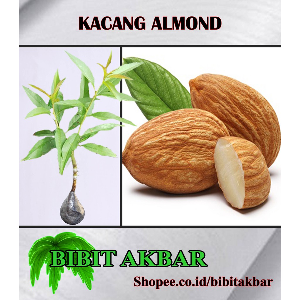 Detail Tanaman Kacang Almond Nomer 9