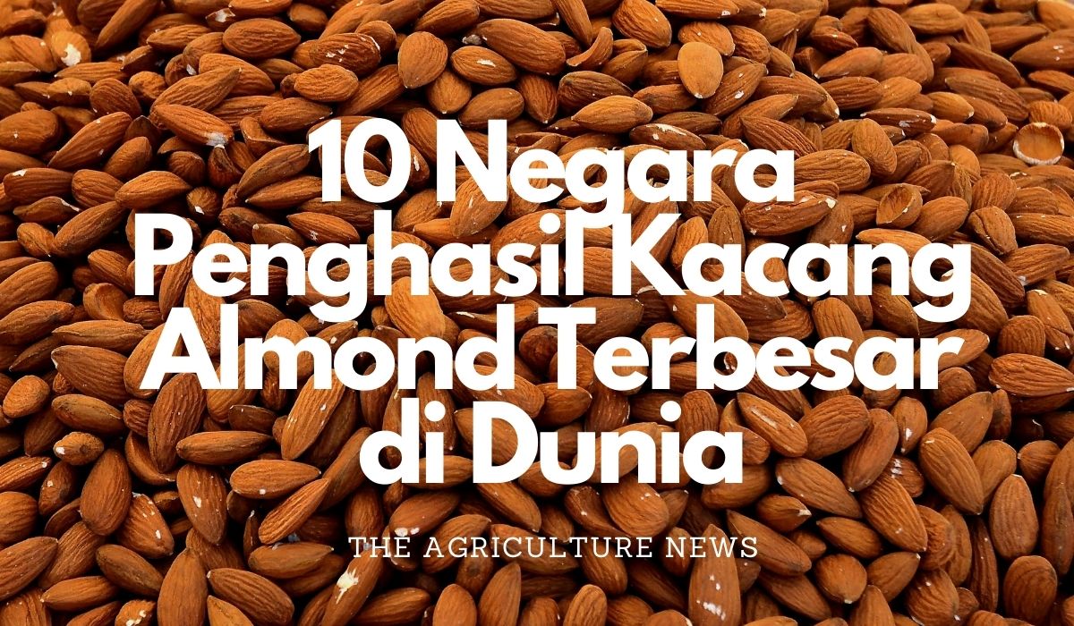 Detail Tanaman Kacang Almond Nomer 30