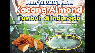 Detail Tanaman Kacang Almond Nomer 35