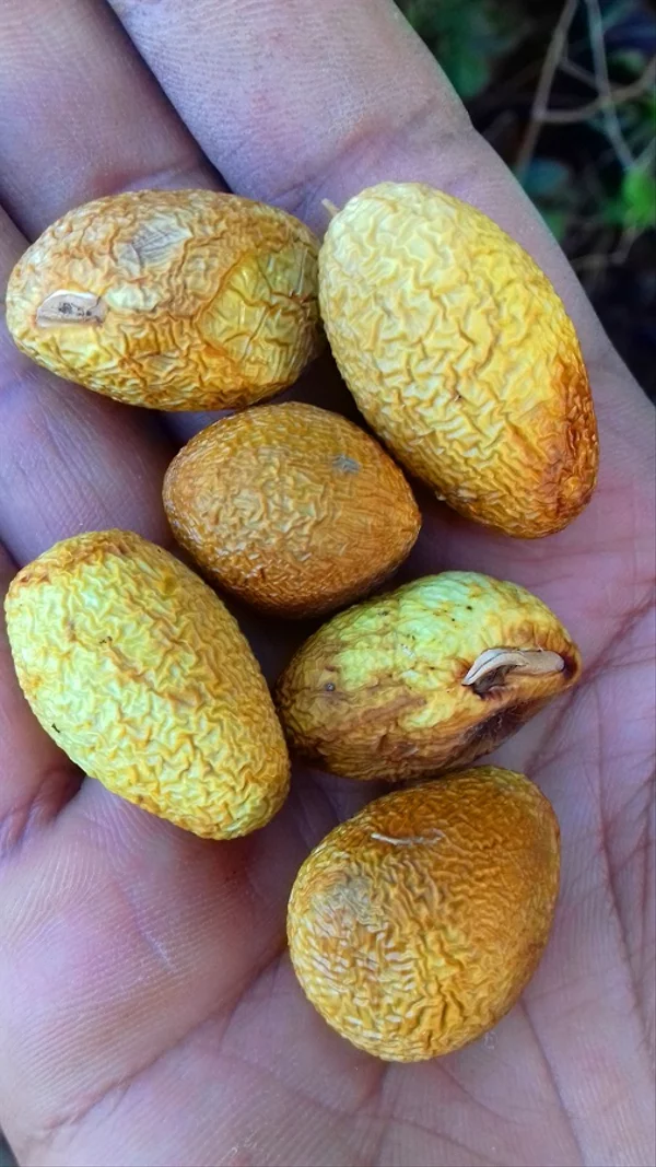 Detail Tanaman Kacang Almond Nomer 40
