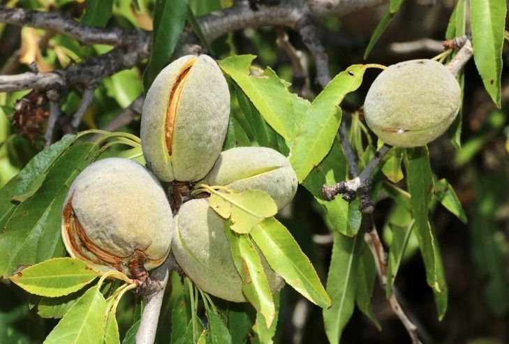 Detail Tanaman Kacang Almond Nomer 4