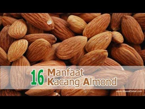 Detail Tanaman Kacang Almond Nomer 47