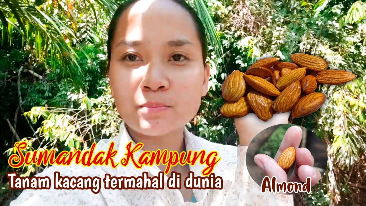 Detail Tanaman Kacang Almond Nomer 51
