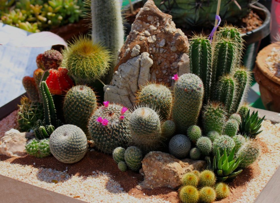 Detail Tanaman Kaktus Dalam Pot Nomer 50