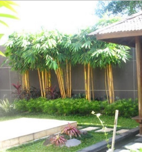 Detail Tanaman Kebun Rumah Nomer 4