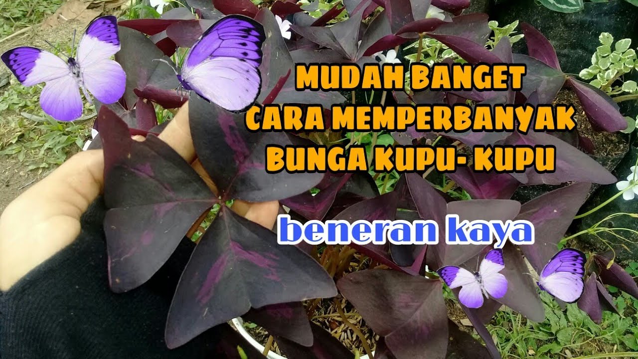 Detail Tanaman Kupu Kupu Ungu Nomer 15