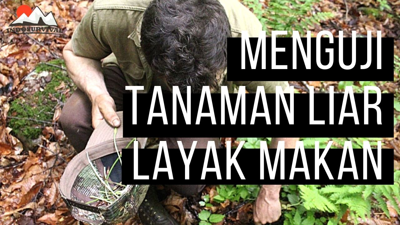 Detail Tanaman Liar Yang Beracun Nomer 21