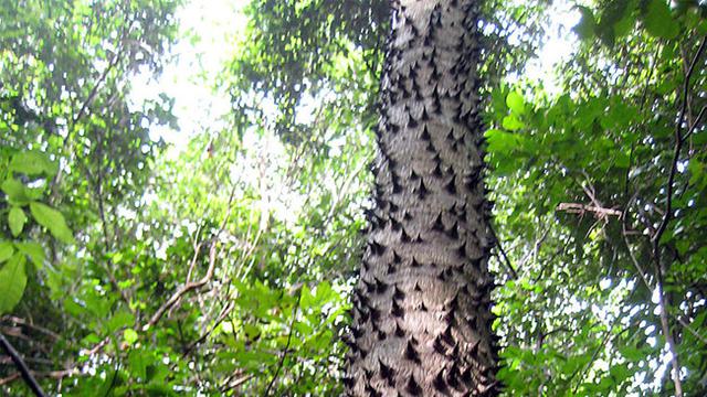 Detail Tanaman Liar Yang Beracun Nomer 25