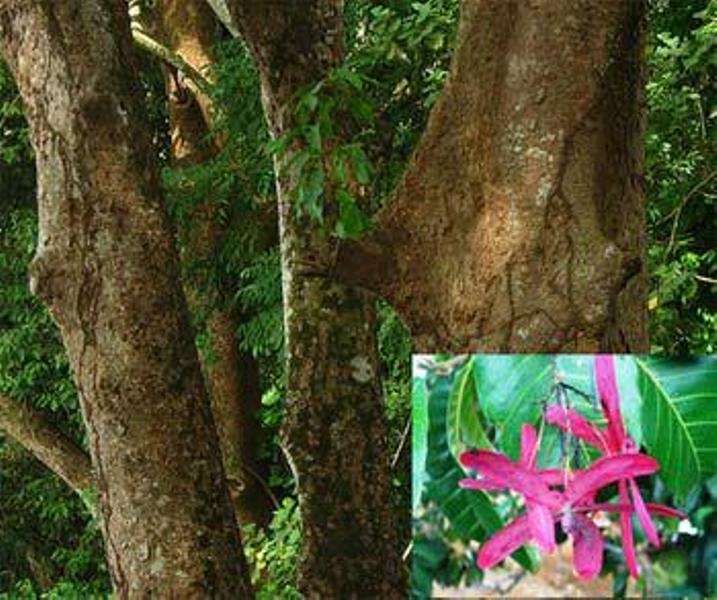 Detail Tanaman Liar Yang Beracun Nomer 27