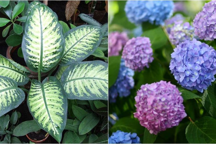 Detail Tanaman Liar Yang Beracun Nomer 33