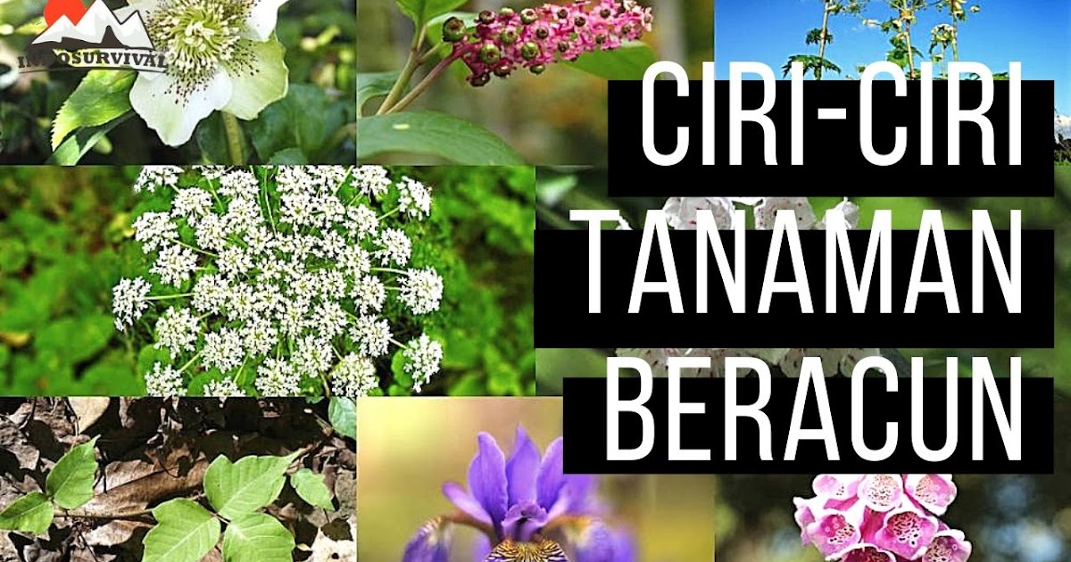 Detail Tanaman Liar Yang Beracun Nomer 5