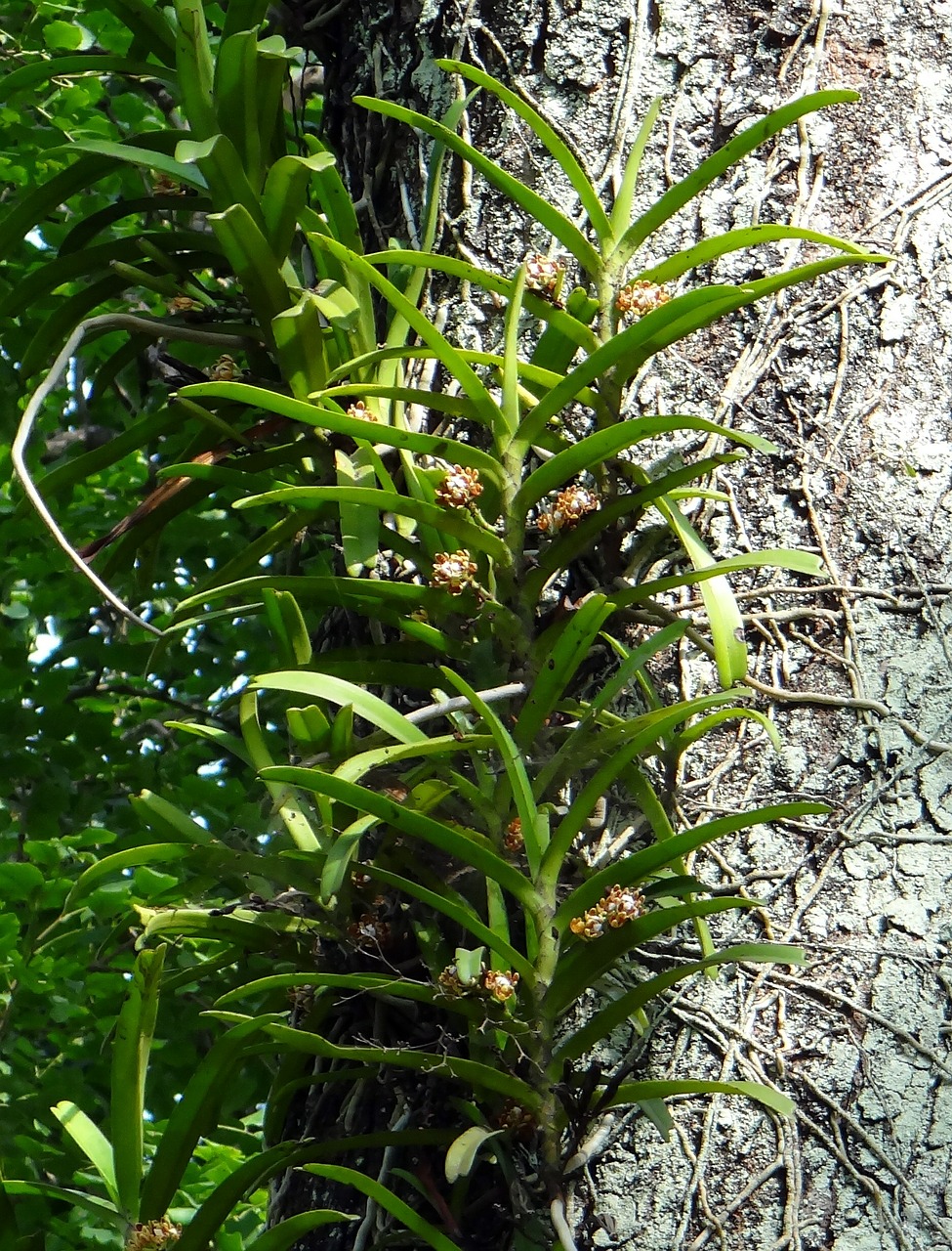 Detail Tanaman Menempel Di Pohon Nomer 36