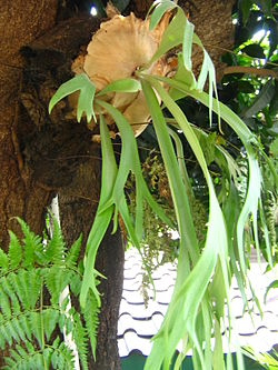 Detail Tanaman Menempel Di Pohon Nomer 5