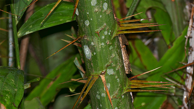 Detail Tanaman Merambat Berduri Nomer 4