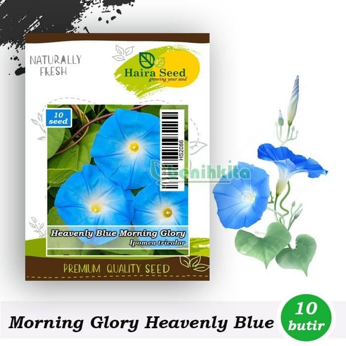 Download Tanaman Morning Glory Nomer 50