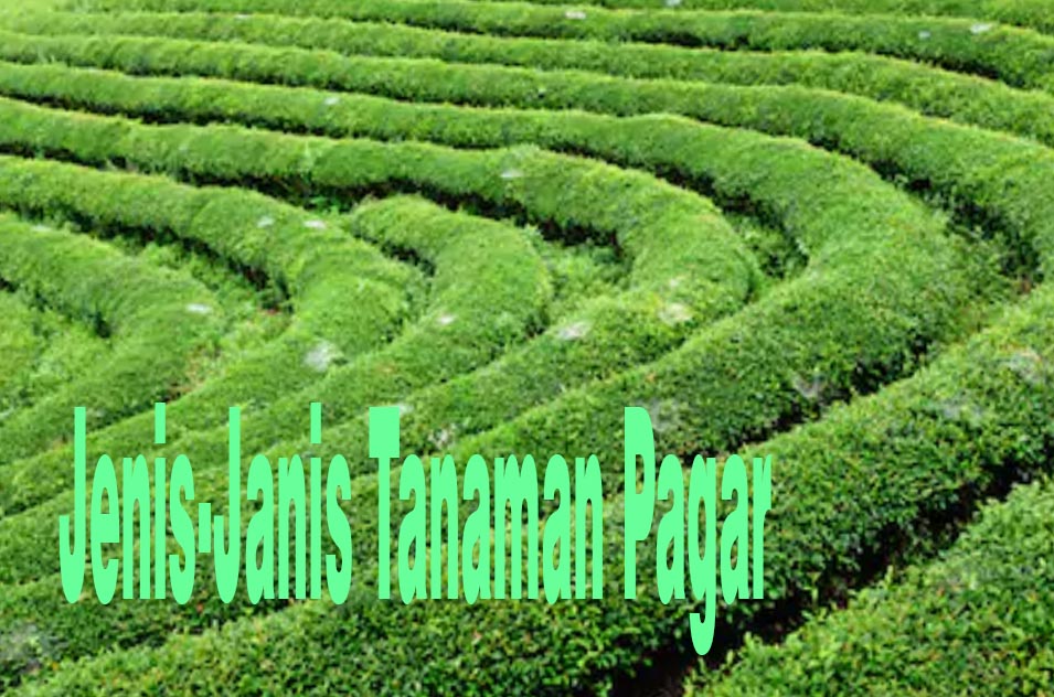 Detail Tanaman Pagar Hidup Untuk Kebun Nomer 27