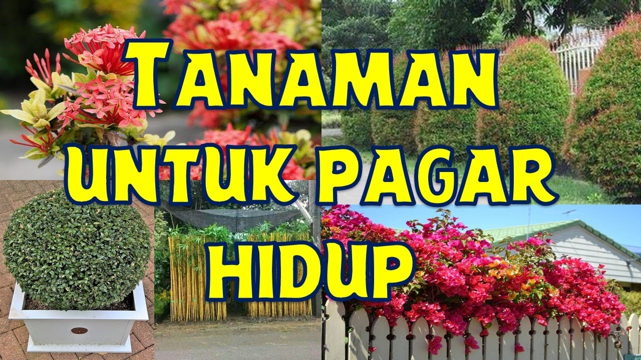 Detail Tanaman Pagar Hidup Untuk Kebun Nomer 38