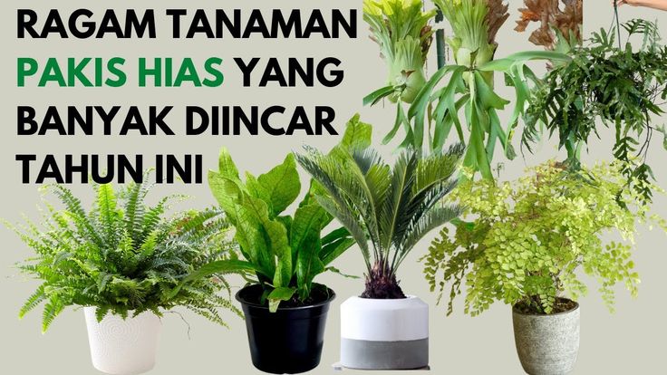 Detail Tanaman Pakis Hias Nomer 46