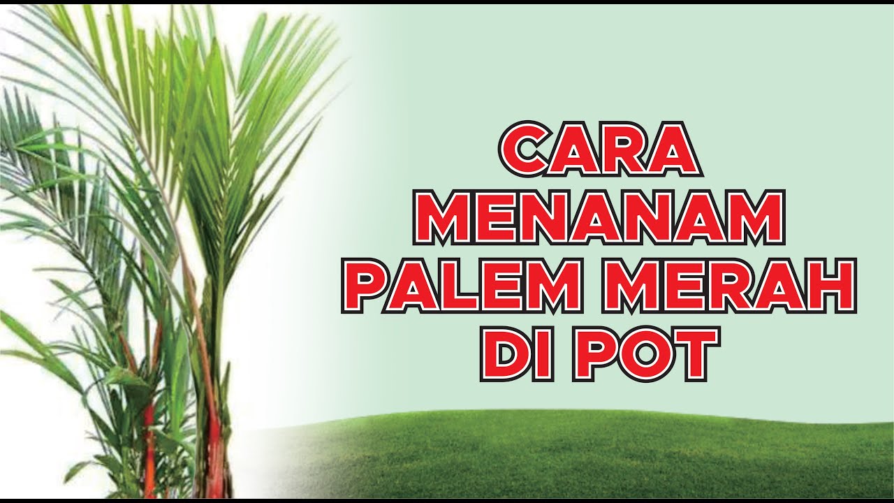 Detail Tanaman Palem Kipas Nomer 49