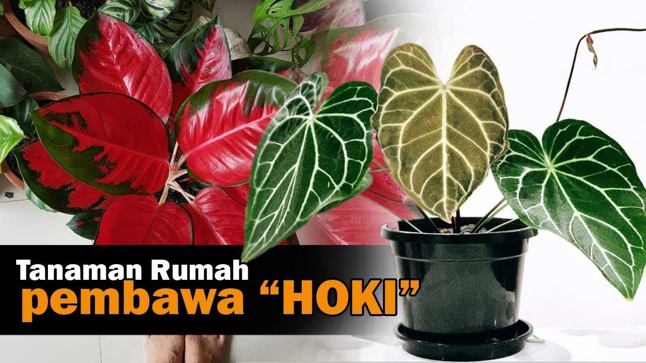 Detail Tanaman Pembawa Hoki Di Depan Rumah Nomer 37