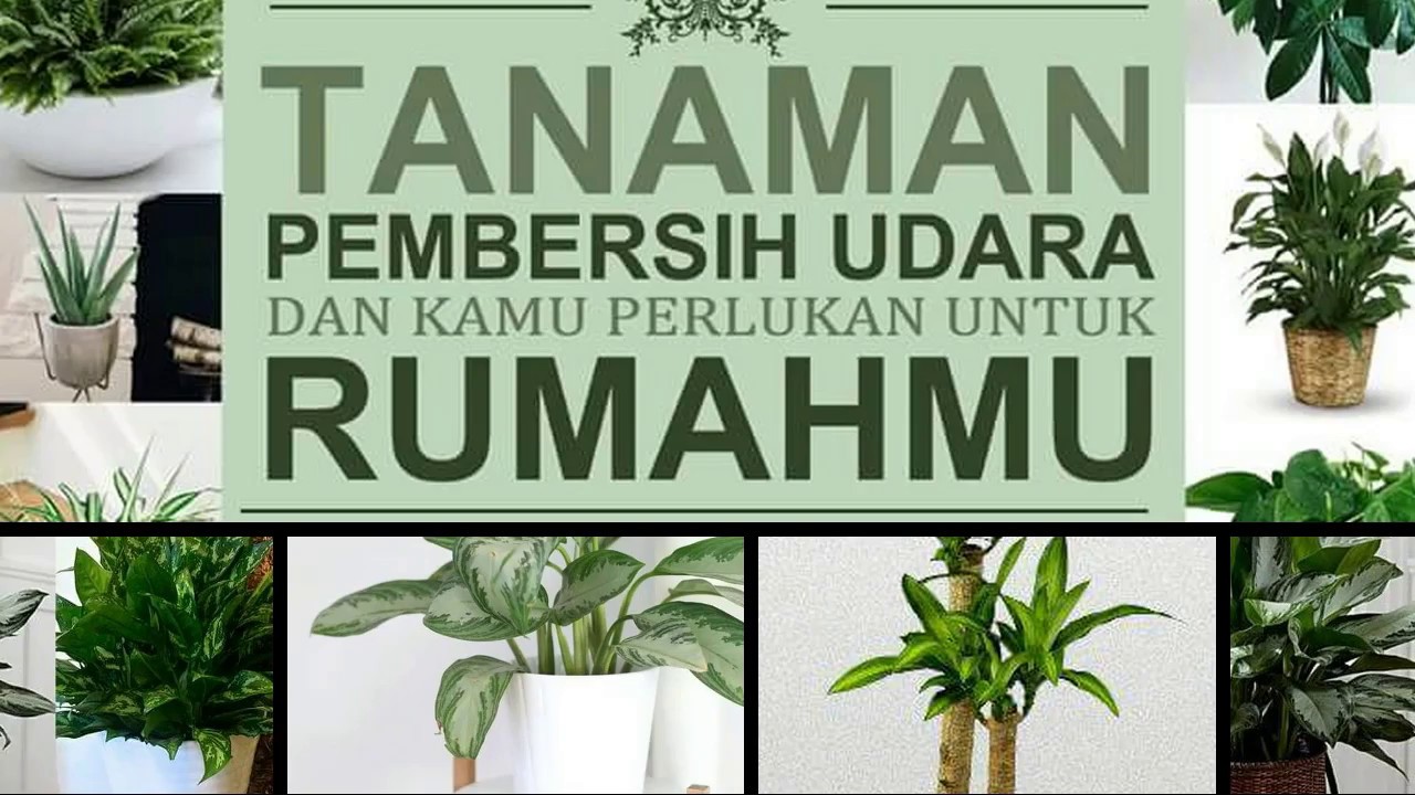 Detail Tanaman Pembersih Udara Dalam Rumah Nomer 17