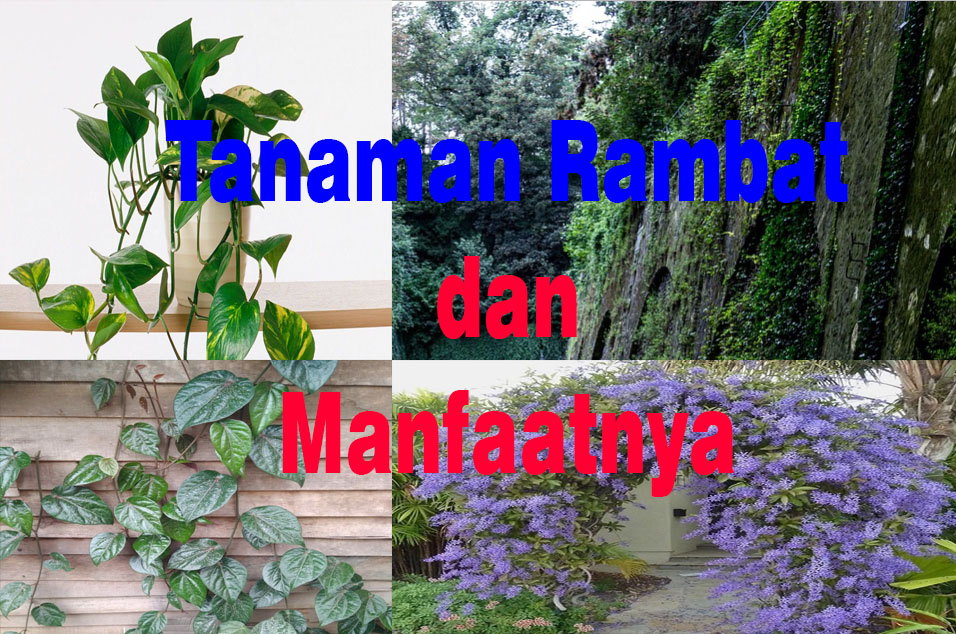 Detail Tanaman Rambat Bunga Ungu Nomer 35