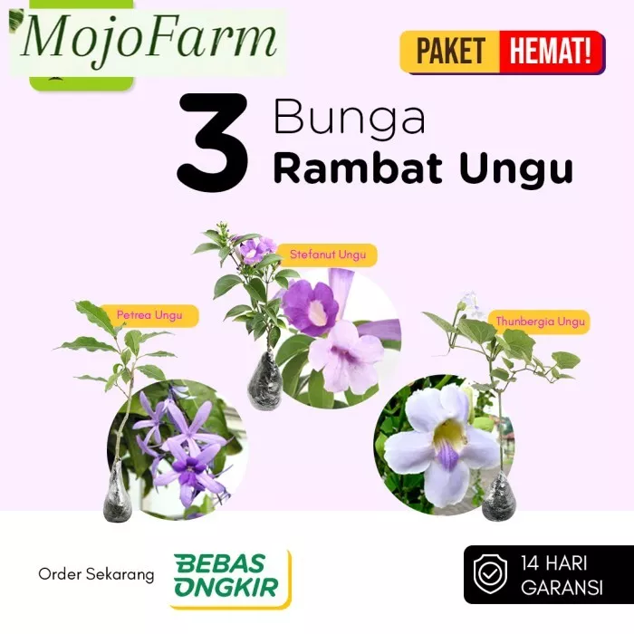 Detail Tanaman Rambat Bunga Ungu Nomer 40