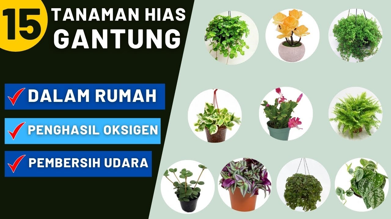 Detail Tanaman Rumah Penghasil Oksigen Nomer 37