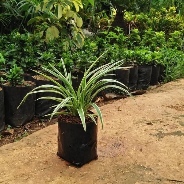 Detail Tanaman Rumput Hias Nomer 51